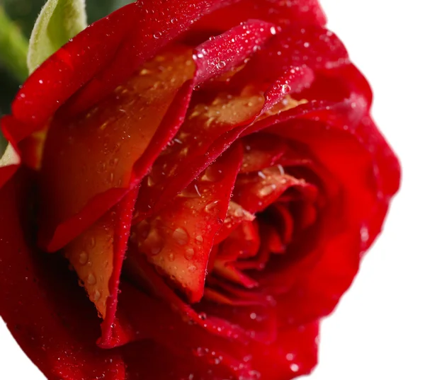 Hermosa rosa roja — Foto de Stock