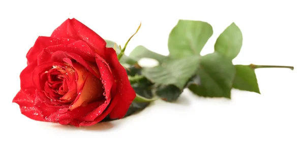 Beautiful red rose — Stock Photo, Image