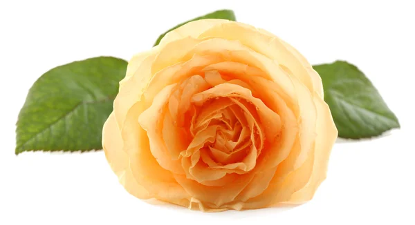 Beautiful orange rose — Stock Photo, Image