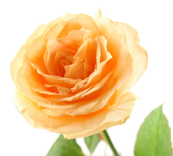 美しいオレンジのバラ — ストック写真