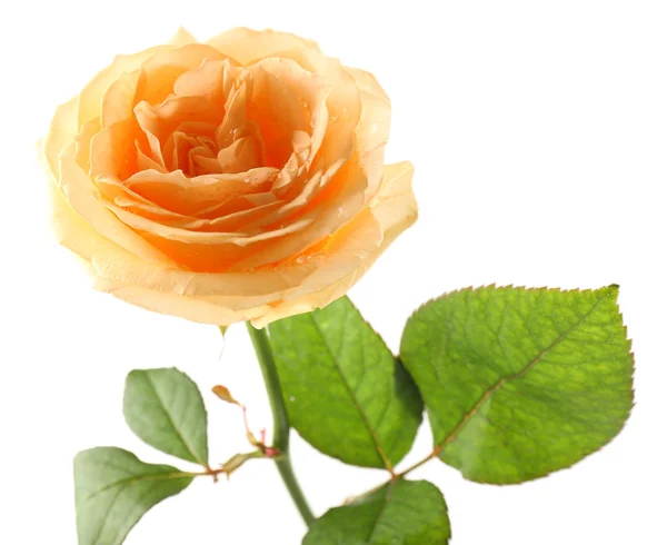 Beautiful orange rose — Stock Photo, Image