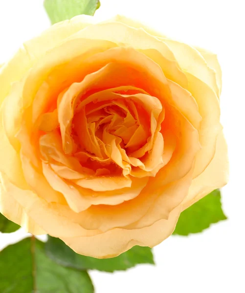 Mooi oranje rose — Stockfoto