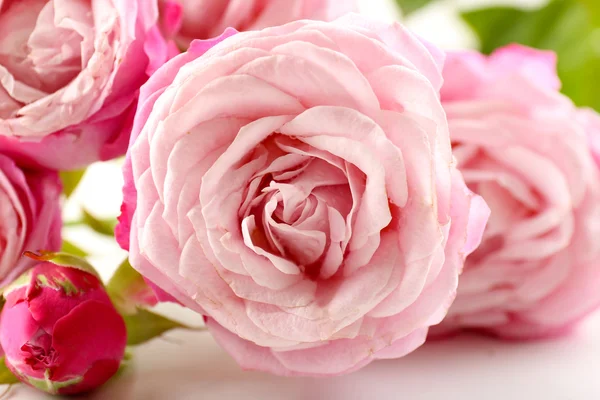 Prachtige roze rozen — Stockfoto