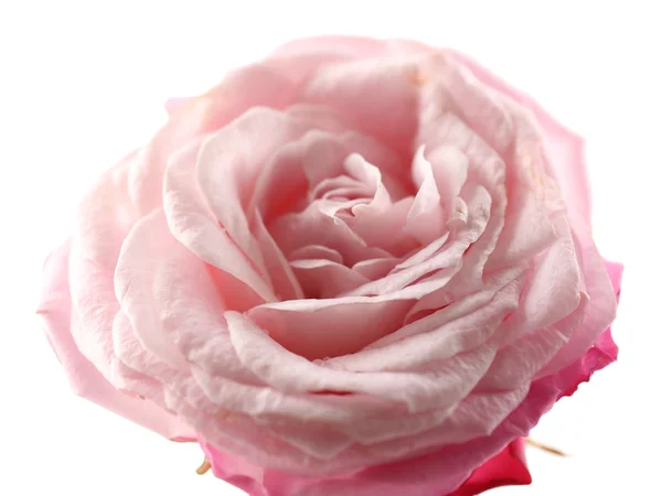 Mawar merah muda yang indah — Stok Foto