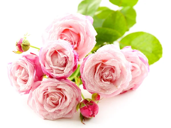 Prachtige roze rozen — Stockfoto