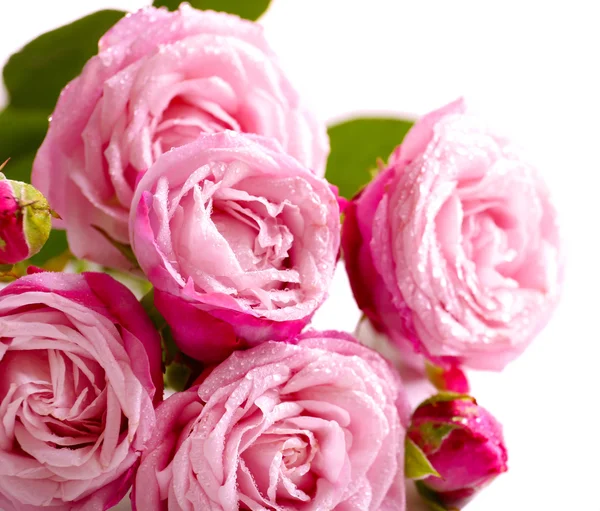 Prachtige roze rozen — Stockfoto
