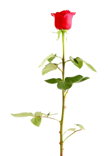 Hermosa rosa roja — Foto de Stock