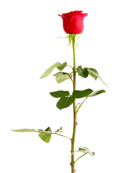 Hermosa rosa roja — Foto de Stock