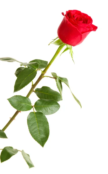 Beautiful red rose — Stock Photo, Image