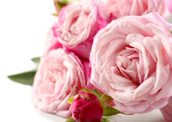 Beautiful pink roses — Stock Photo, Image