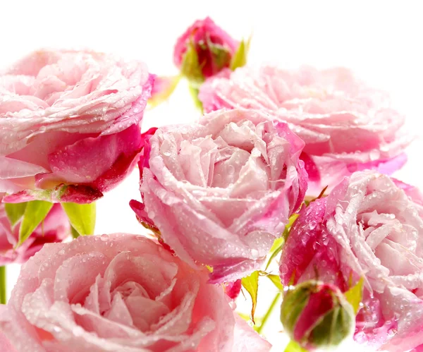 Prachtige roze rozen — Stockfoto