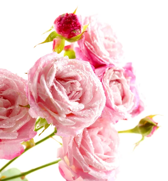 Prachtige roze rozen — Stockfoto