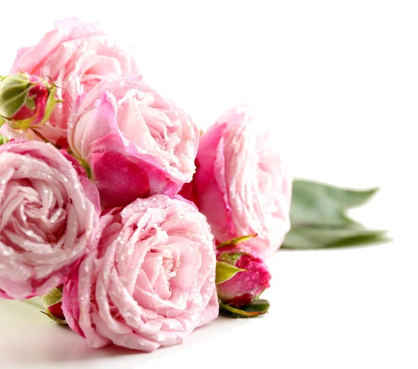 Schöne rosa Rosen — Stockfoto