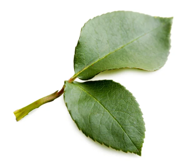 Gröna rosenblad — Stockfoto