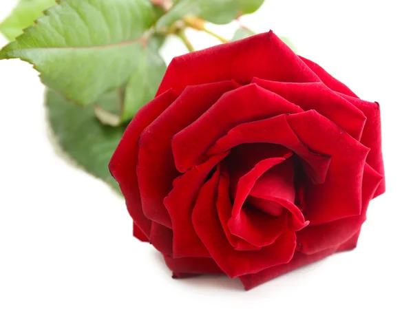 Beautiful red rose Stock Image