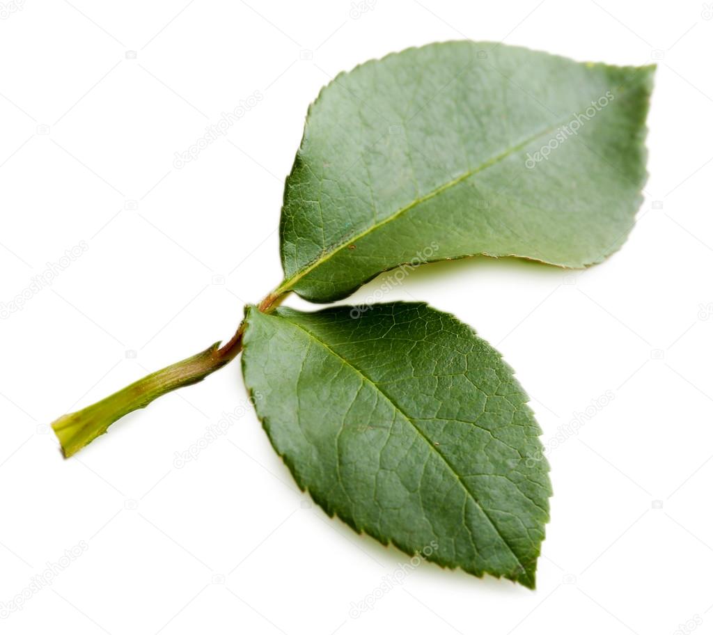 Green Rose leaves — Stock Photo © belchonock 61079933