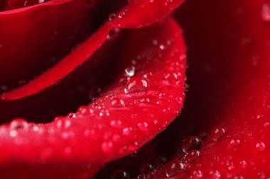 güzel kırmızı gül