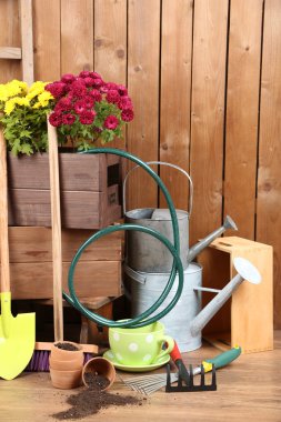 Krizantem bush ahşap kutular içinde