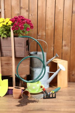 Krizantem bush kutusunda