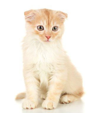 Sevimli küçük İskoç kedi yavrusu