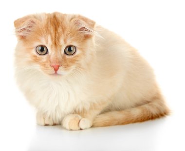 Sevimli küçük İskoç kedi yavrusu