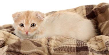 Sevimli küçük İskoç kedi yavrusu