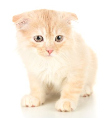 Sevimli küçük İskoç kedi yavrusu