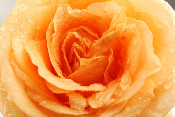 Beautiful orange rose — Stock Photo, Image