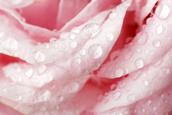 Schöne rosa Rose — Stockfoto