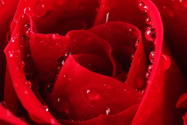 Beautiful red rose — Stock Photo, Image