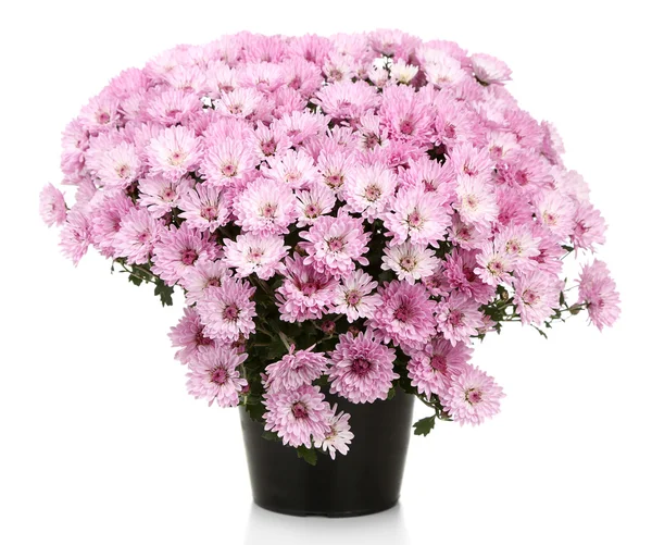 Chrysanthemum bush in pot — Stock Photo, Image