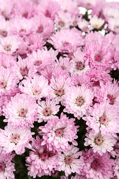 Chrysanthemum blommor bakgrund — Stockfoto