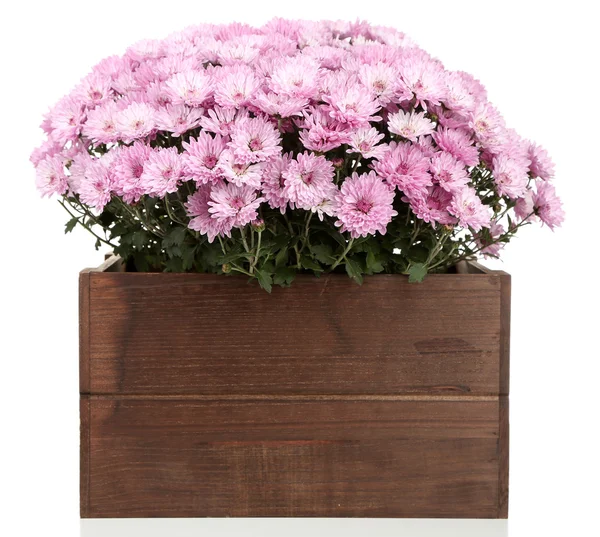 Chrysanthemum bush in pot — Stock Photo, Image