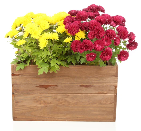 Chrysanthemum bush in box — Stock Photo, Image