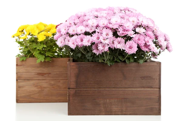 Arbusto de crisantemo en caja —  Fotos de Stock