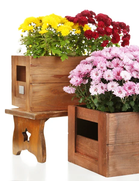 Chrysanthemum bush in box — Stock Photo, Image