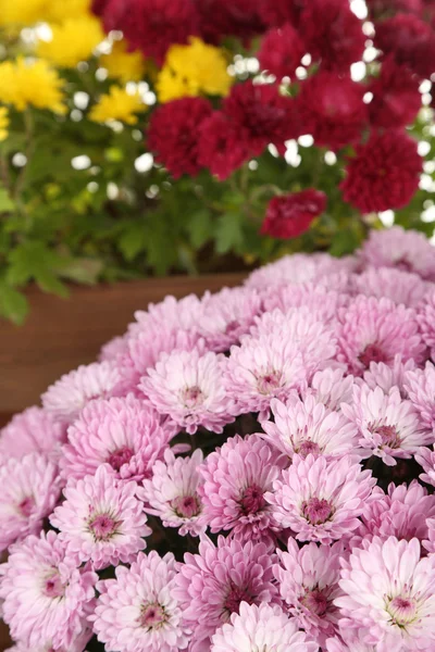 Chrysanthemum blommor bakgrund — Stockfoto