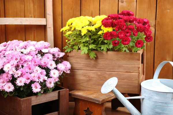 Chrysanthemensträucher in Schachteln — Stockfoto