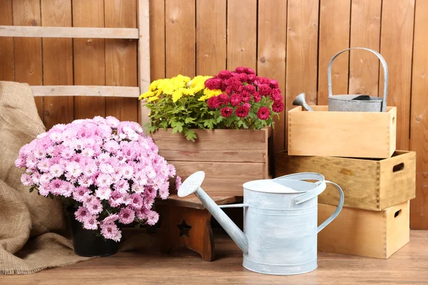 Chrysanthemenstrauch in Holzkisten — Stockfoto