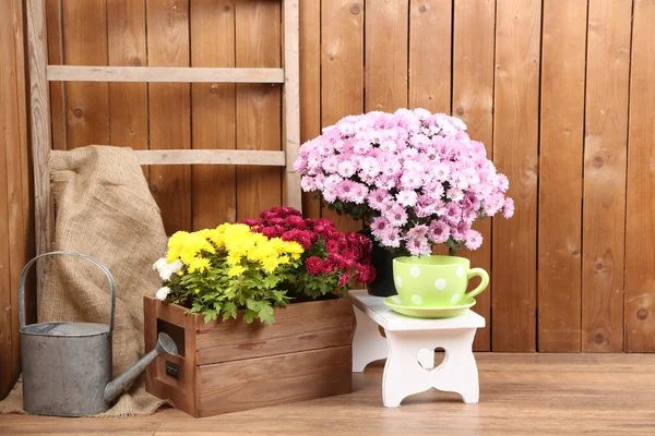 Buisson de chrysanthème dans des boîtes en bois — Photo