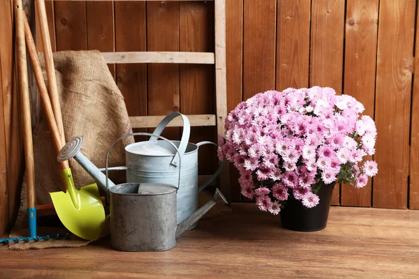 Cespuglio di crisantemo in vaso — Foto Stock