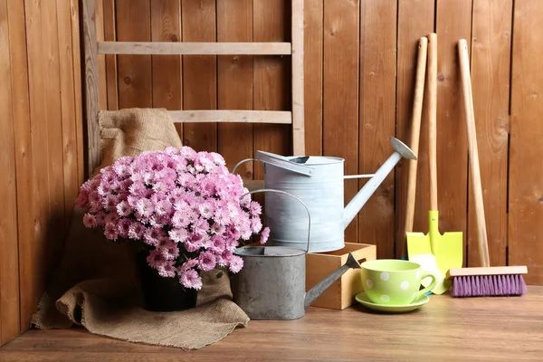 Cespuglio di crisantemo in vaso — Foto Stock