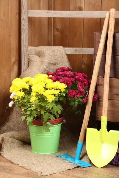 Buisson de chrysanthème dans des boîtes en bois — Photo