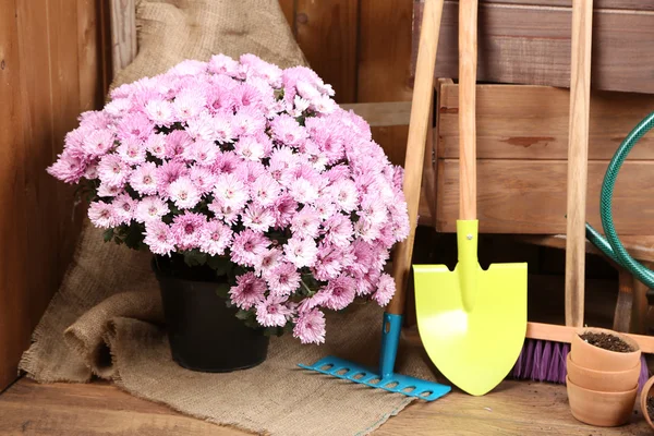 Chrysanthemenstrauch im Topf — Stockfoto