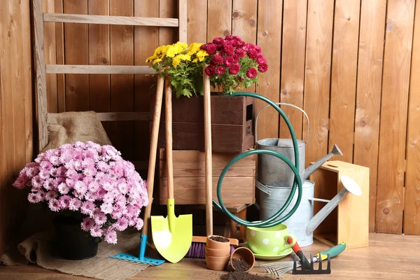 Chrysanthemum bush i rutan — Stockfoto