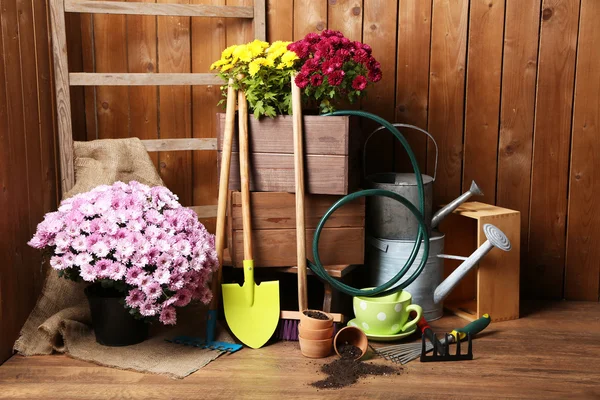 Chrysanthemum bush in box — Stock Photo, Image