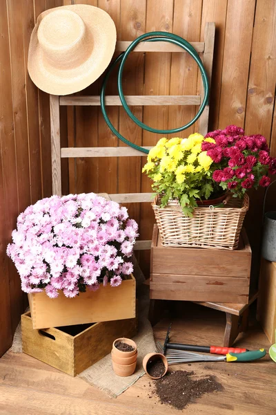 Chrysanthemenstrauch in Schachteln — Stockfoto
