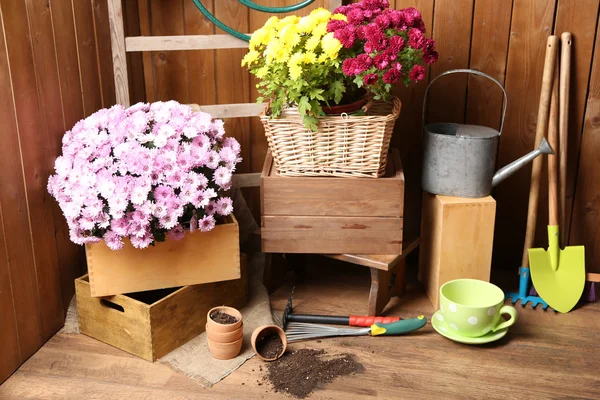 Chrysanthemum bush in box — Stock Photo, Image