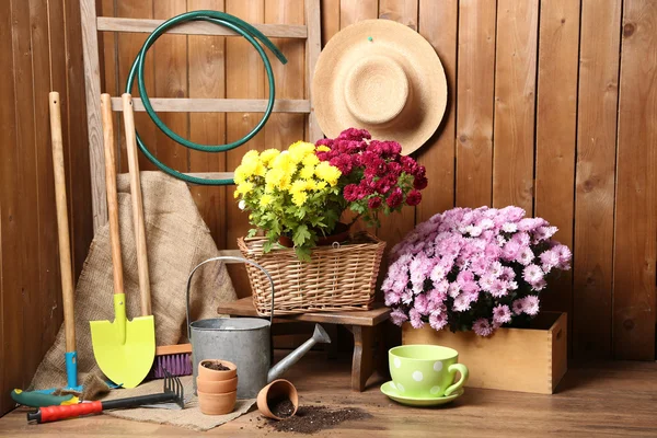 Chrysanthemenstrauch im Karton — Stockfoto