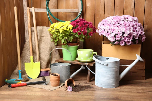 Chrysant bush in vak — Stockfoto